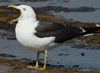 1cy fuscus in August, ringed in Finland. (81365 bytes)